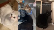 Pets react comically to the audio, immediately whipping their heads back (Images via keenan.tierney/TikTok, apileofkyle69/TikTok & bruhbruhbruhbrobruhbruh/TikTok)